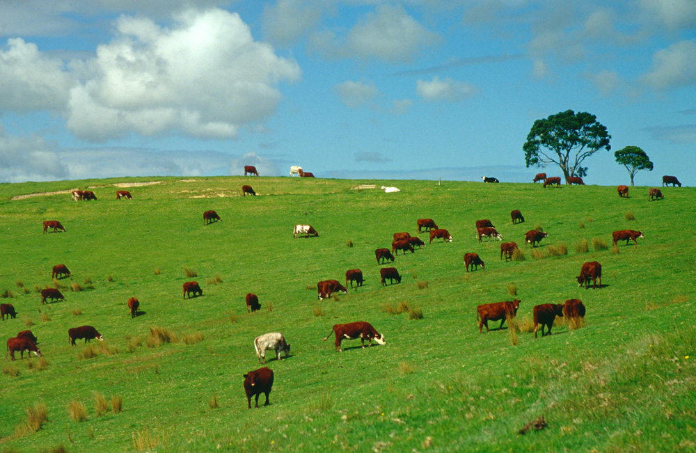 Neuseeland-Kühe von Ute Kolla-Bliesener 