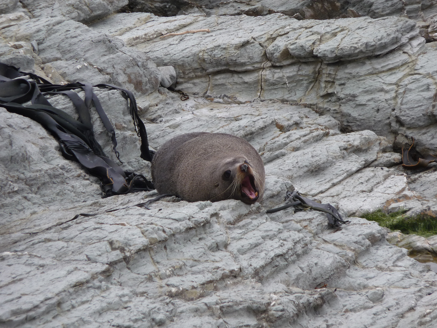 Neuseeland Küste Wildlife Robbe