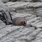 Neuseeland Küste Wildlife Robbe