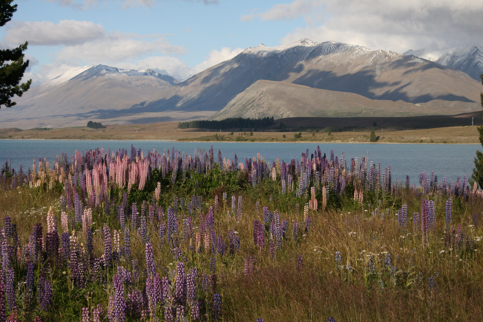 Neuseeland Lake Tekapo