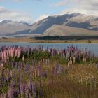 Neuseeland Lake Tekapo