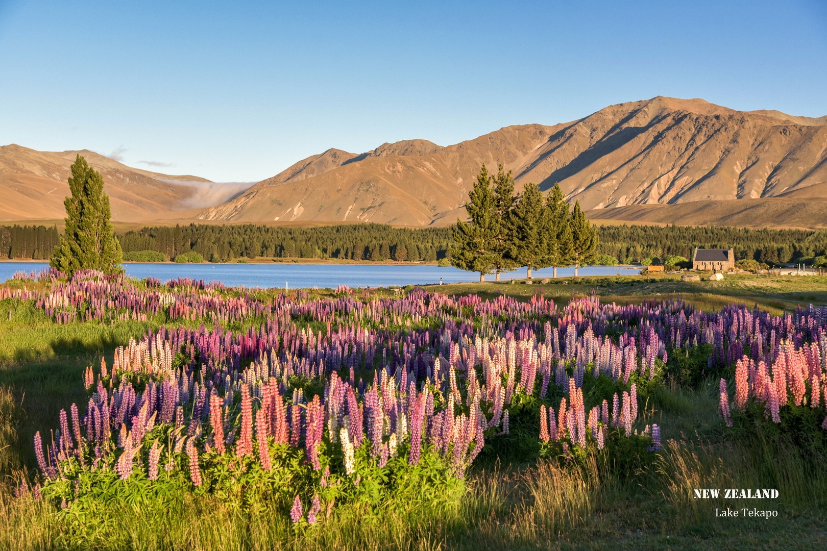 Neuseeland - Lake Tekapo