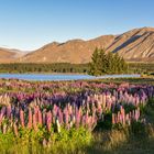 Neuseeland - Lake Tekapo