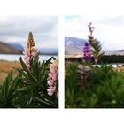 Neuseeland - Lake Tekapo