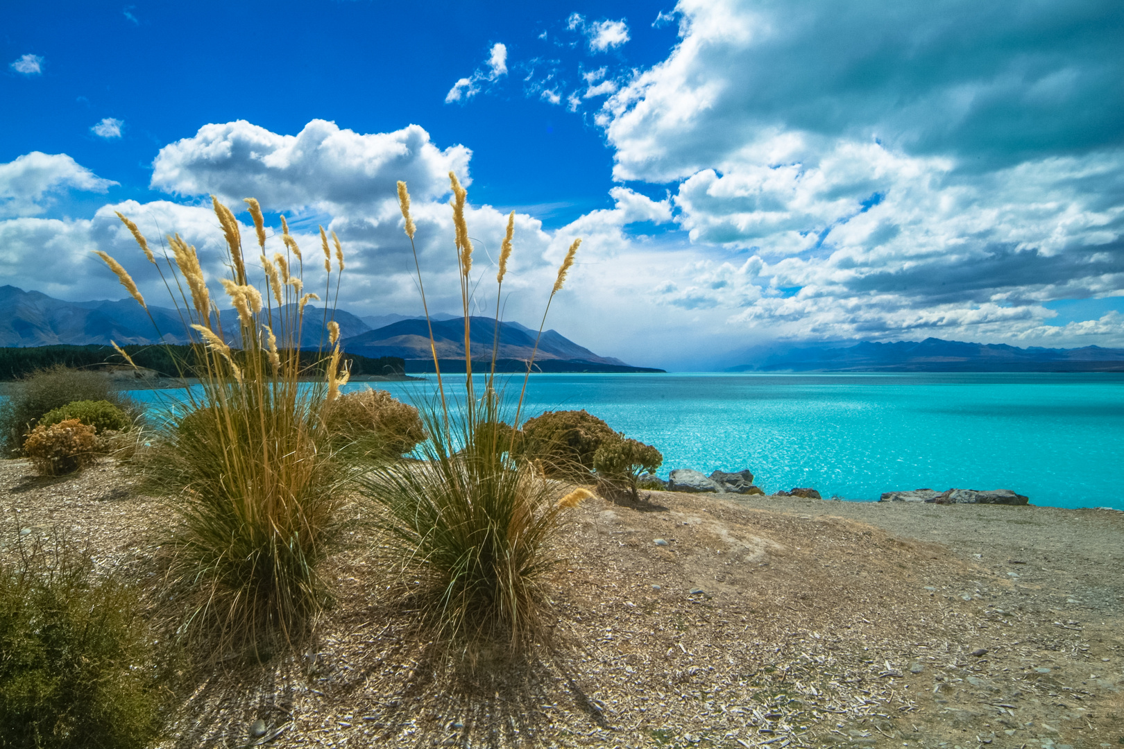 Neuseeland: Pampasgras am Lake Tekapo