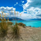 Neuseeland: Pampasgras am Lake Tekapo