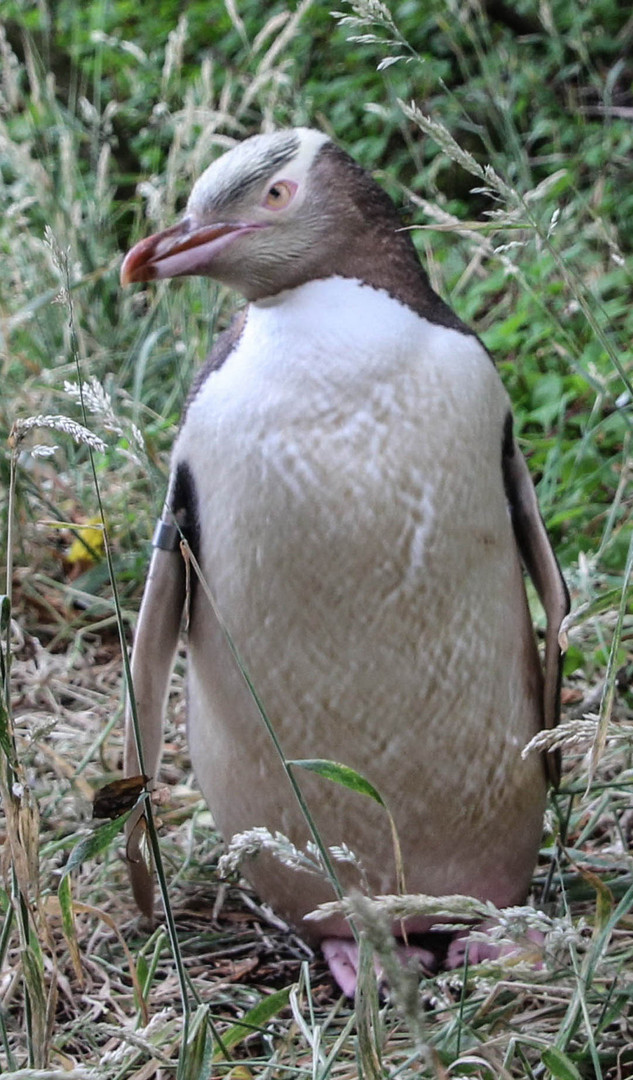 Neuseeland Pinguin