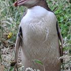 Neuseeland Pinguin