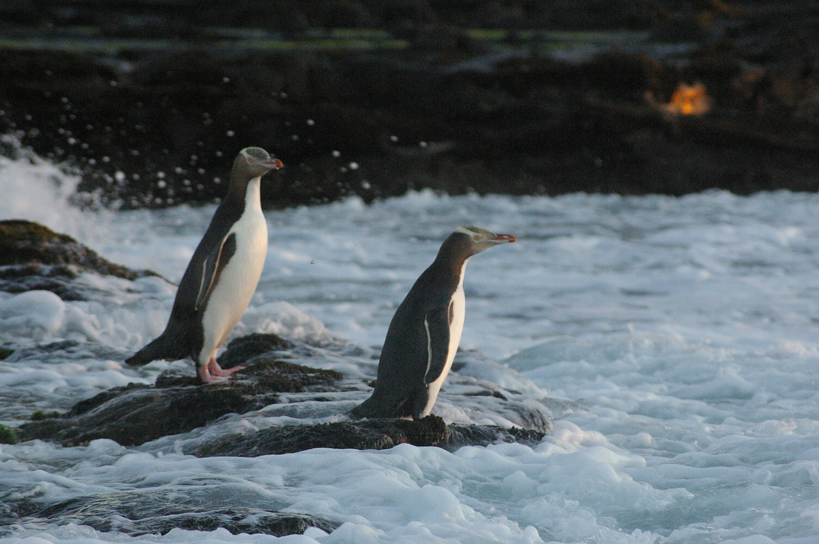 Neuseeland, Pinguine