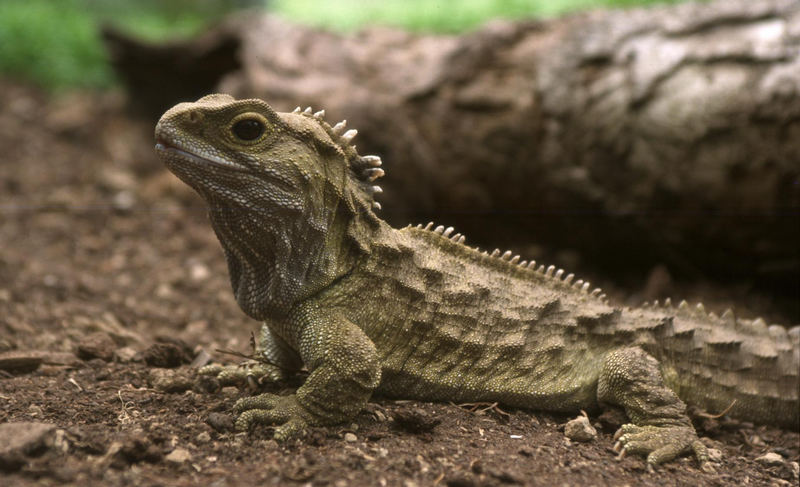 Neuseeland: Südinsel, Brückenechse oder Tuatara (Sphenodon punctatus)