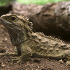 Neuseeland: Südinsel, Brückenechse oder Tuatara (Sphenodon punctatus)