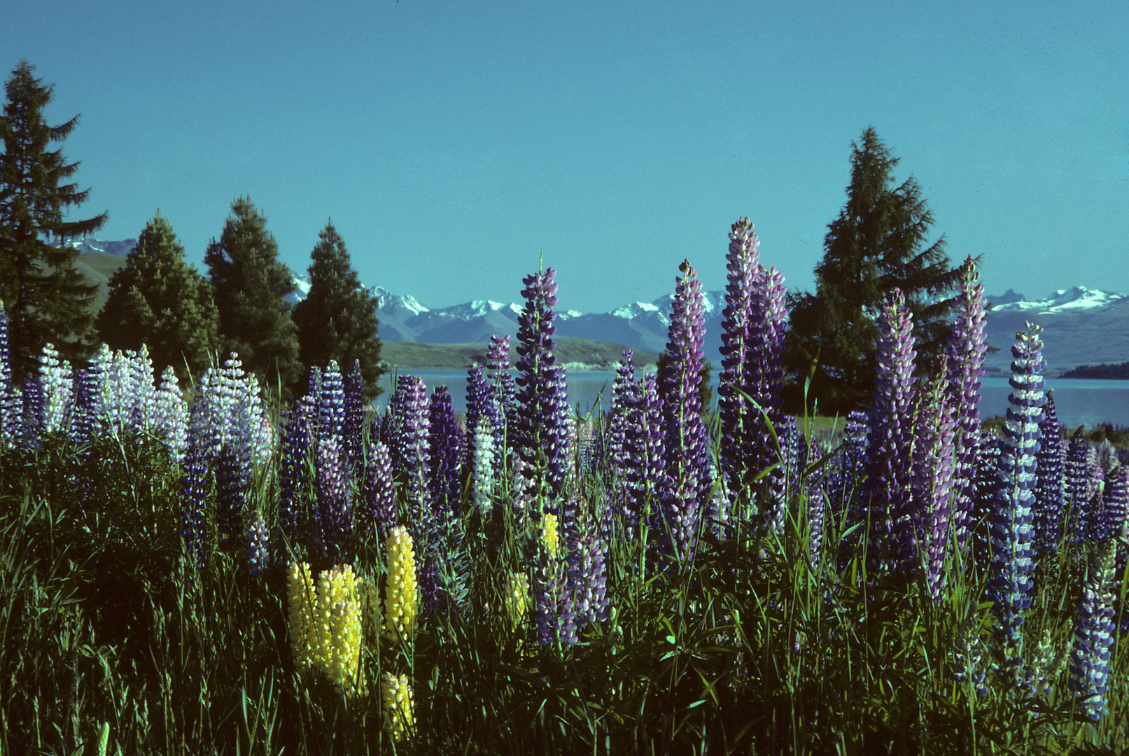 Neuseeland, Südinsel Lupinien