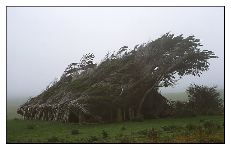 Neuseeland: Südinsel, sturmgepeitschte Bäume am Slope Point