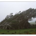 Neuseeland: Südinsel, sturmgepeitschte Bäume am Slope Point