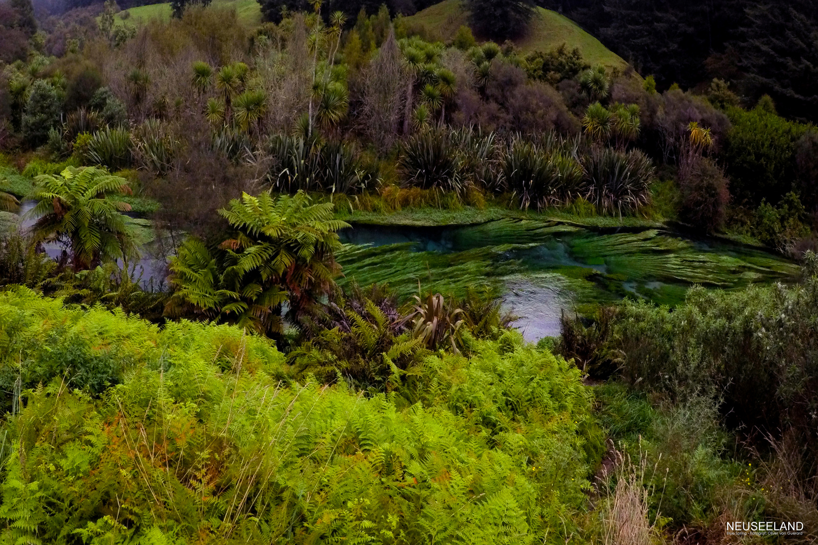 Neuseeland - Urwald