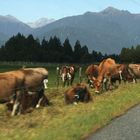Neuseelands Kühe