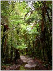 Neuseelands Urwald