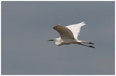 Neusiedler See - Silberreiher (Casmerodius albus)