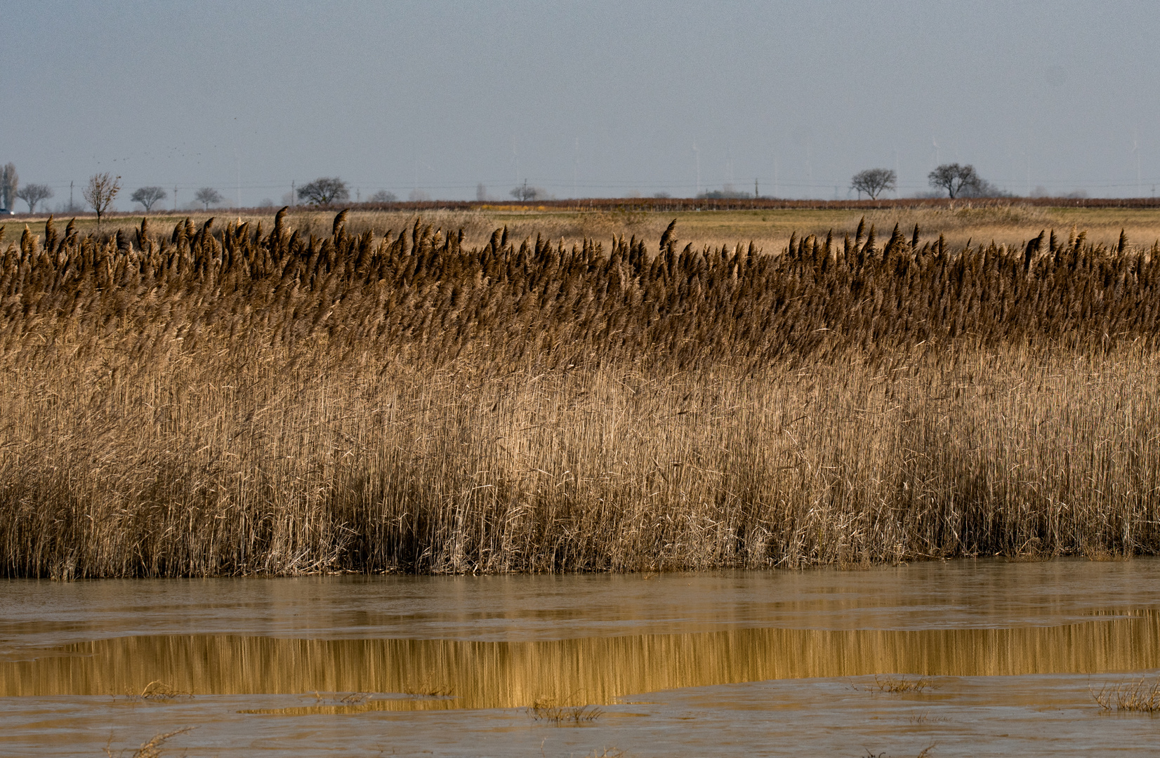 Neusiedlersee