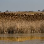 Neusiedlersee