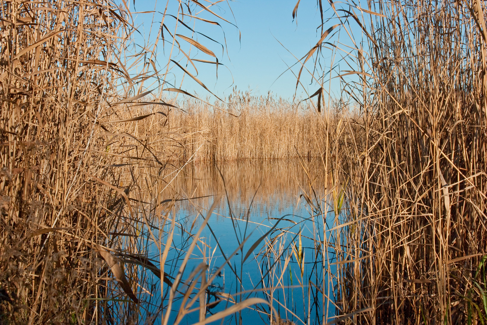 Neusiedlersee