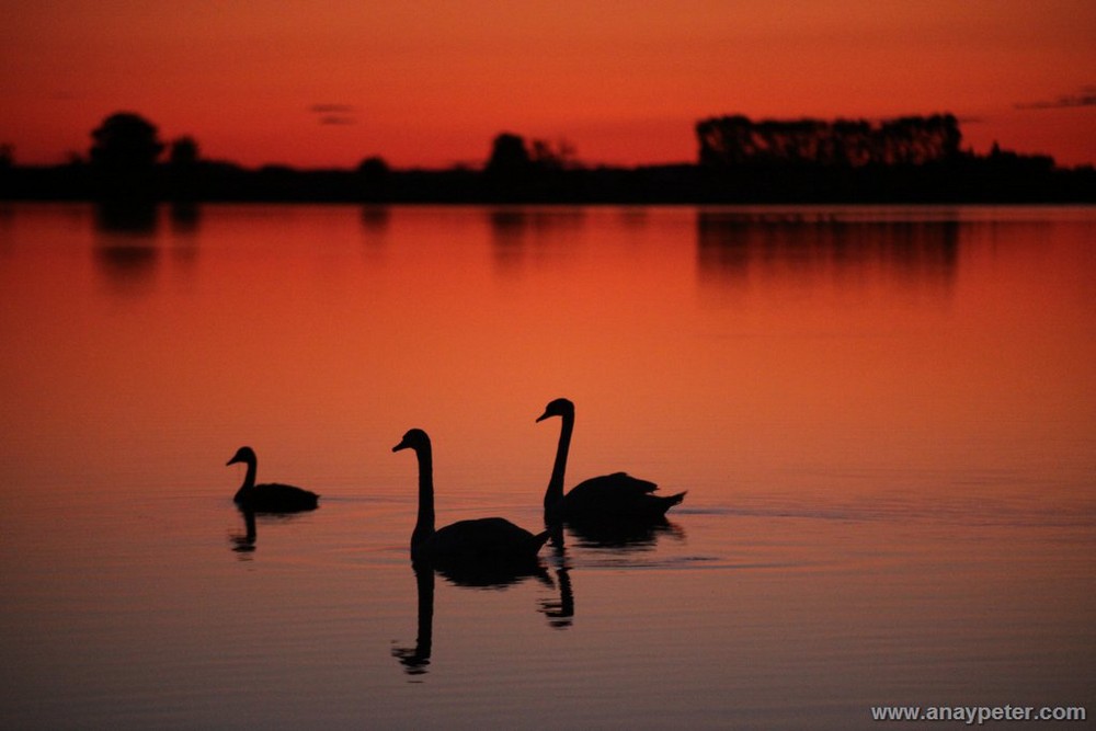 Neusiedlersee