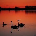 Neusiedlersee