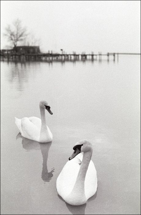 Neusiedlersee