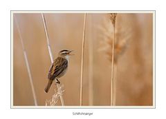 Neusiedlersee - Nachlese #1