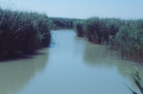 Neusiedlersee, Schilfgürtel 