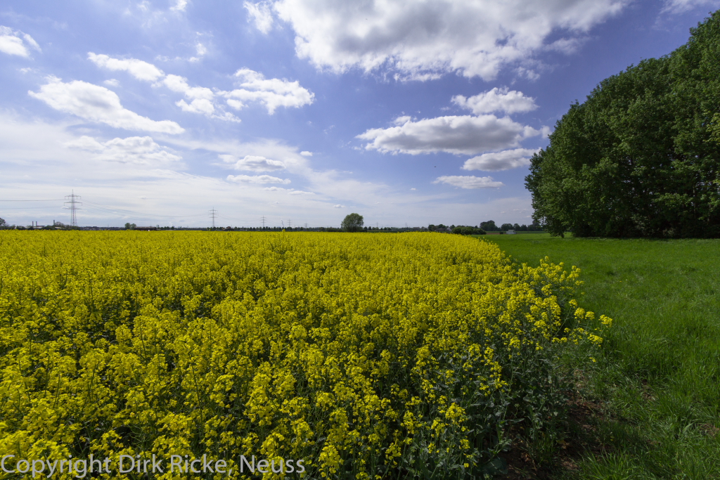 Neuss-Zons-Rapsfeld