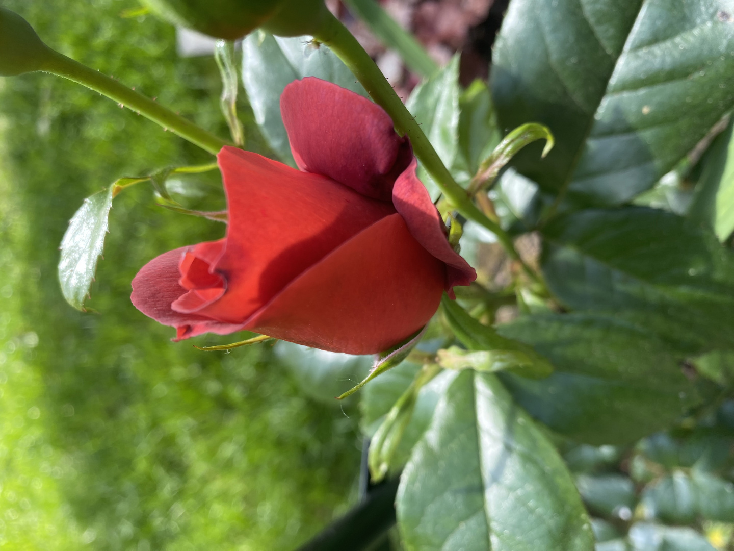 neuste Rose in unserem Garten