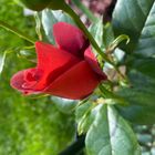 neuste Rose in unserem Garten