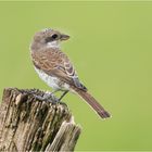 Neutöter Weibchen auf dem Weidepfosten