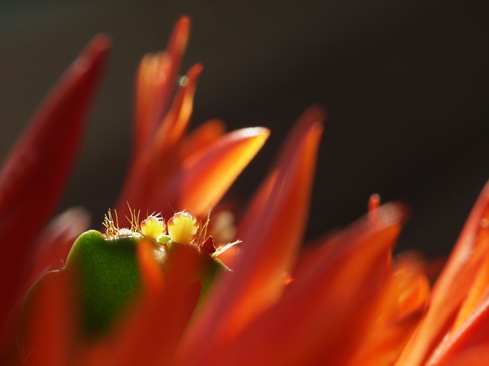 Neutriebe, Fiederdornen, Blüten 