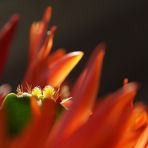 Neutriebe, Fiederdornen, Blüten 