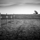 Neuville-St Vaast German war cemetery