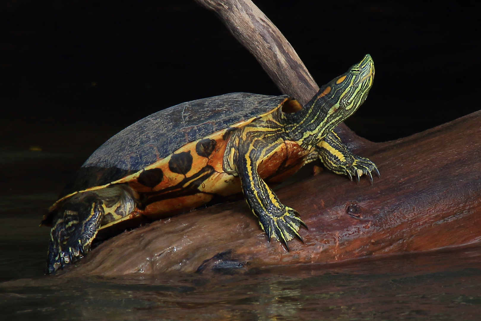 Neuwelt-Sumpfschildkröte