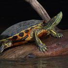Neuwelt-Sumpfschildkröte