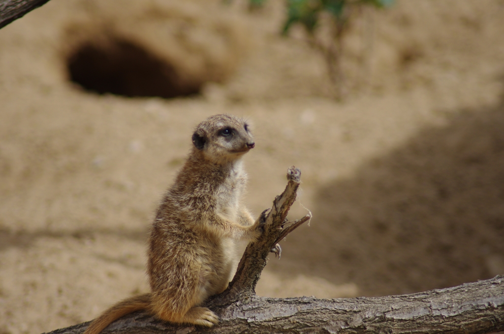 Neuwied ZOO