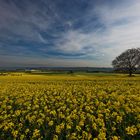 Neuwieder Becken verrapst