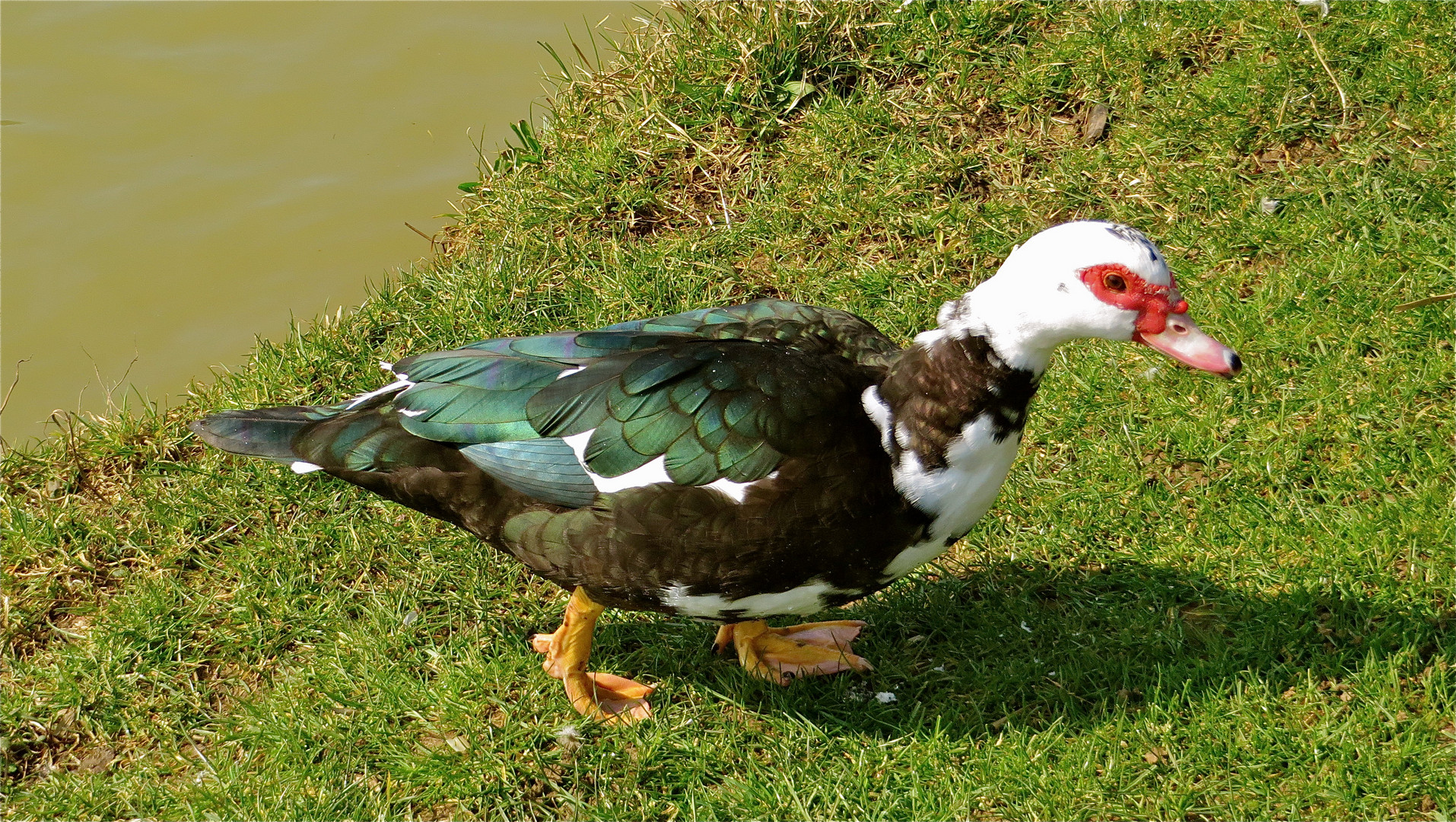 ... Neuzugang am Teich ...