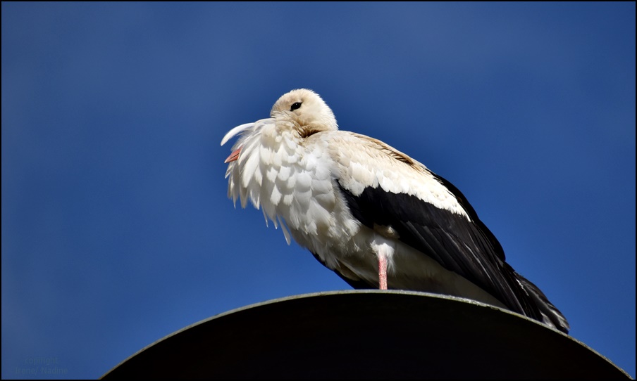 Neuzugang: Dorf Storch