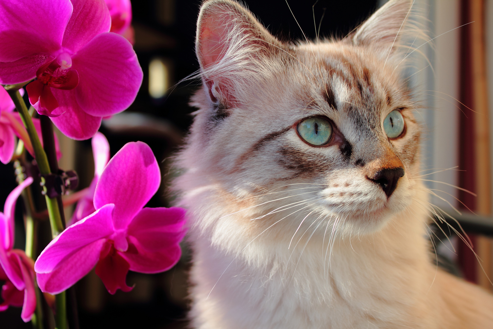 Neva Masquarade & Orchidee Foto & Bild | tiere, haustiere, katzen