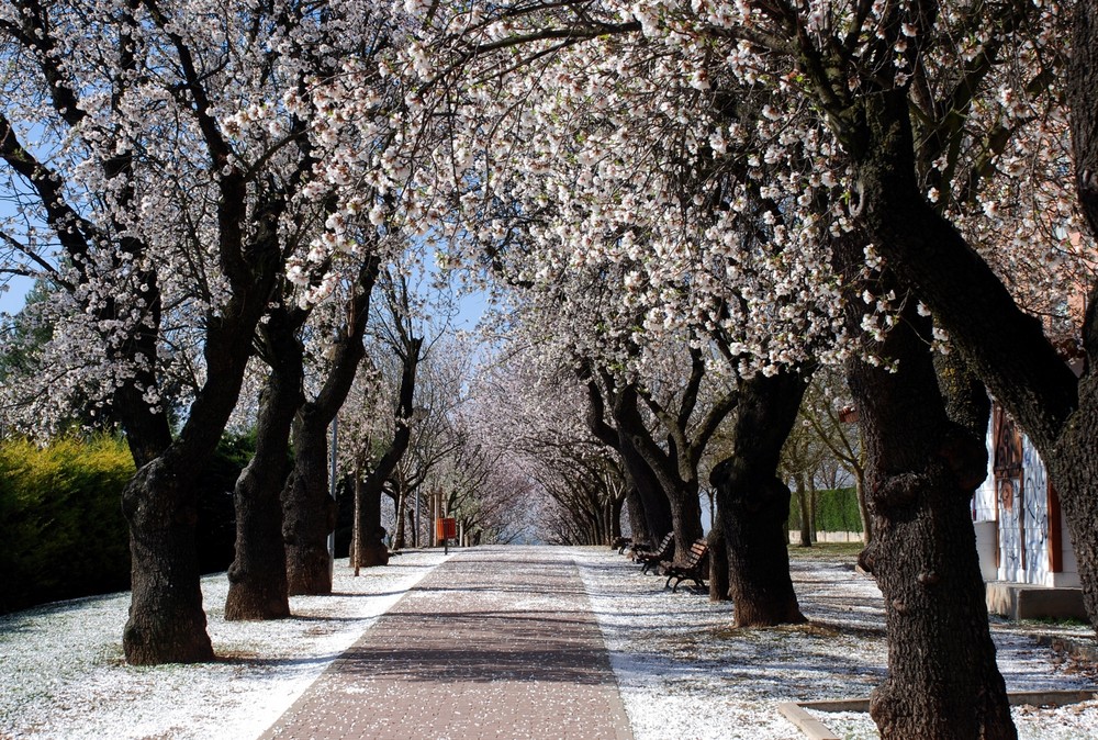 Nevada de almendros