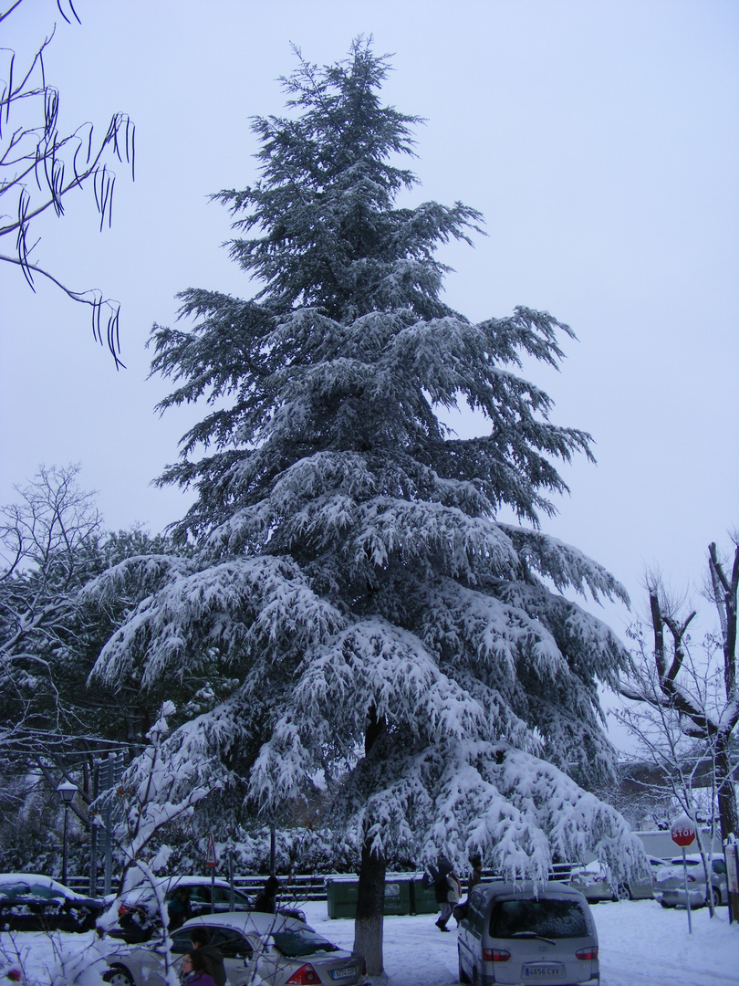 Nevada en Cazalla (Sevilla)