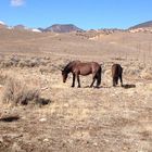 Nevada wild horses