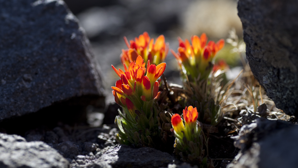 Nevado de Toluca Blüte