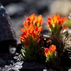 Nevado de Toluca Blüte