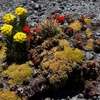 Nevado de Toluca Bukett